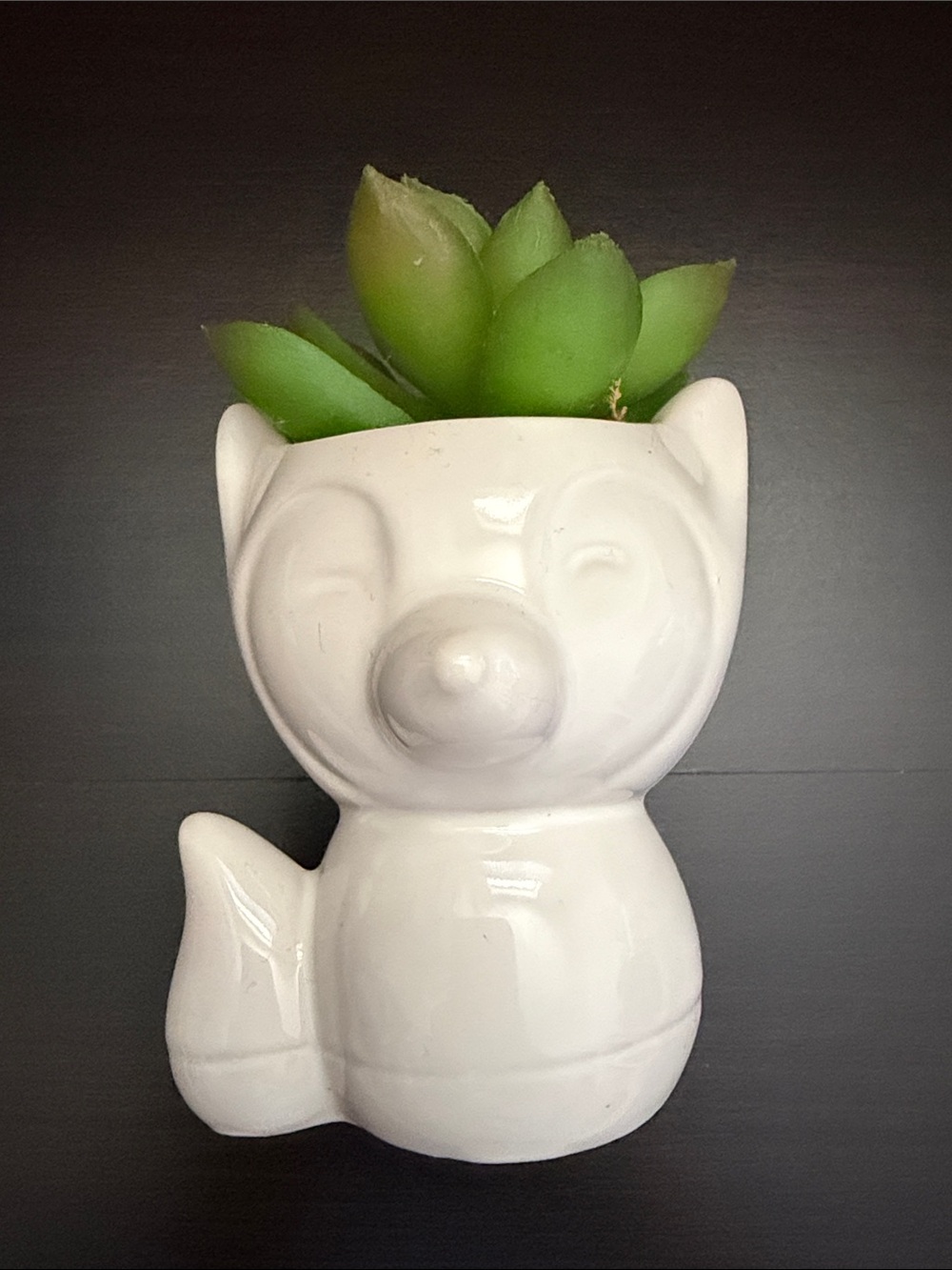 Succulent Decor - Picture 4 of 7